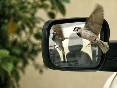 brown sparrow viewing in left vehicle side mirror during daytime