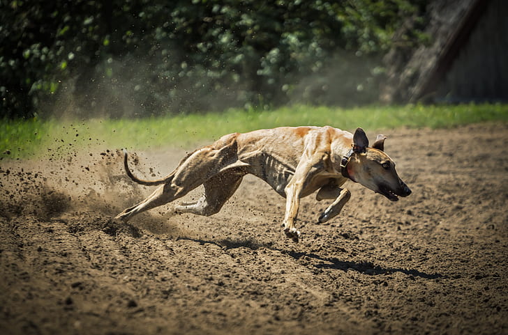 adult tan greyhound running on dirt road during daytime