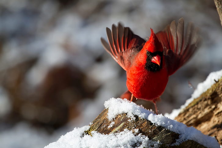 red cardinal bird on tree during daytime