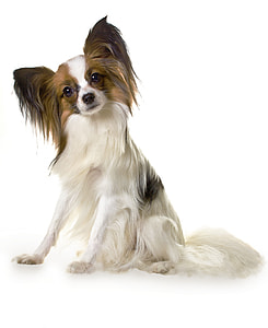 small adult white and brown long-coat dog
