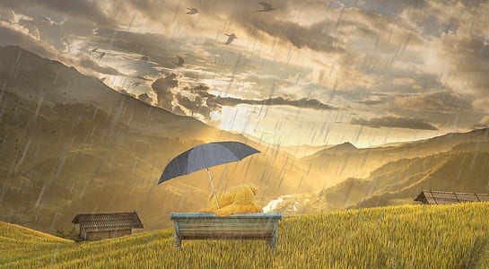 bears holding umbrella sitting on bench looking at sunset wallpaper