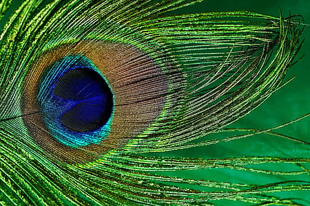 brown, blue, and green peacock feather