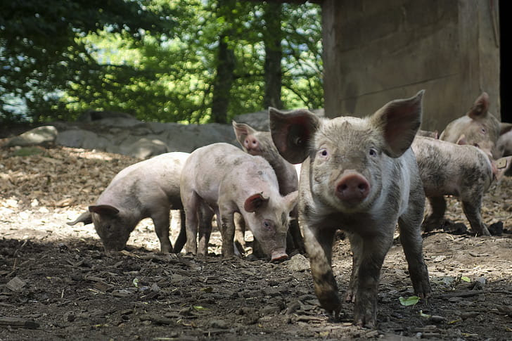 photo of group of pigs
