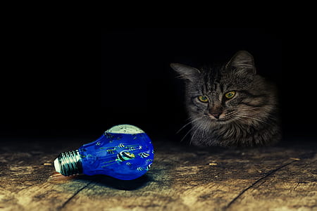 gray cat staring at blue bulb