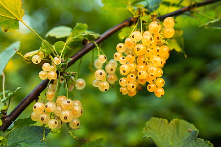 yellow berries on brown branch