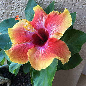 close view of red and yellow Hibiscus flower