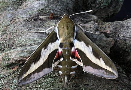 close up photo of white lined sphinx moth
