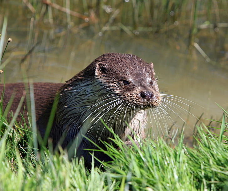 focus photo of short-coated mammal near vegetation
