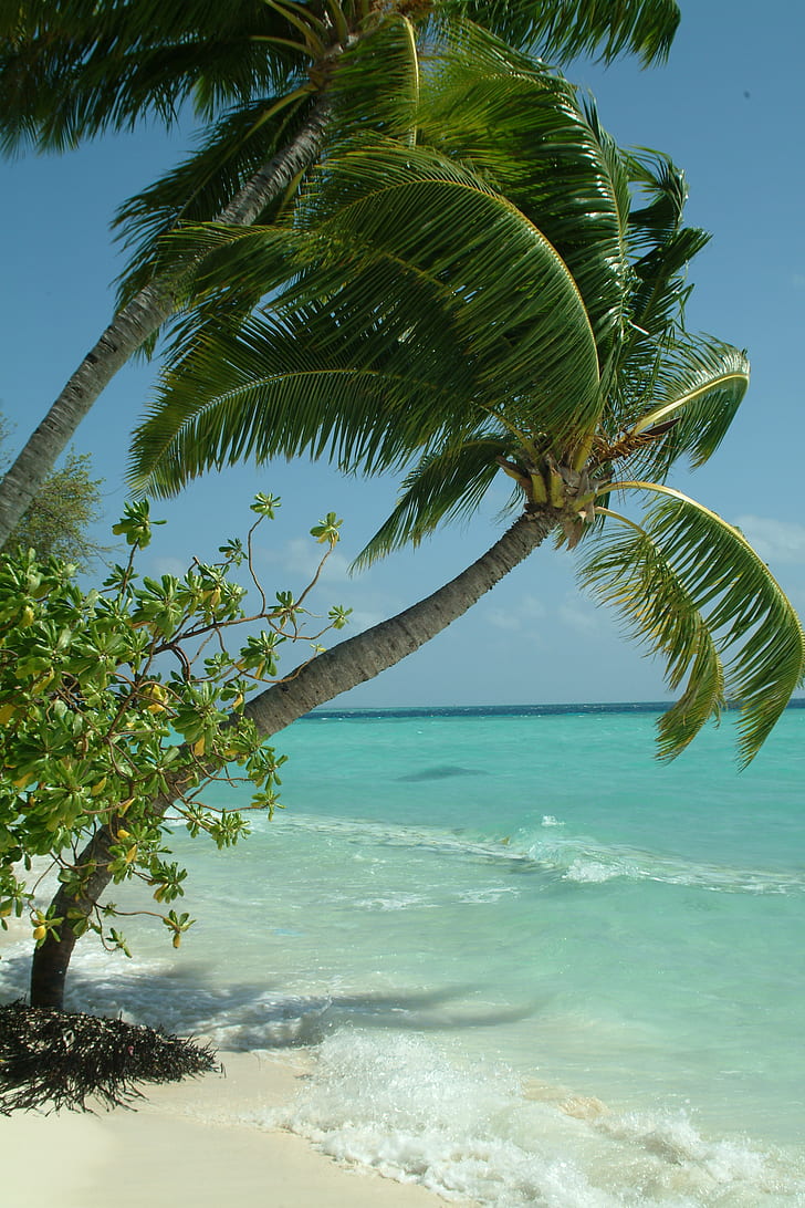 photo of coconut trees near seashore