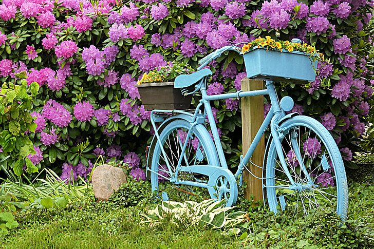 blue bicycle near purple flower plant