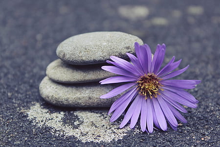 grey stacked stone and purple cluster petal flower