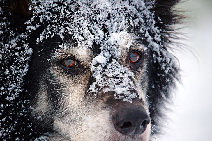 closeup photo pf adult black and white dog with snow on face