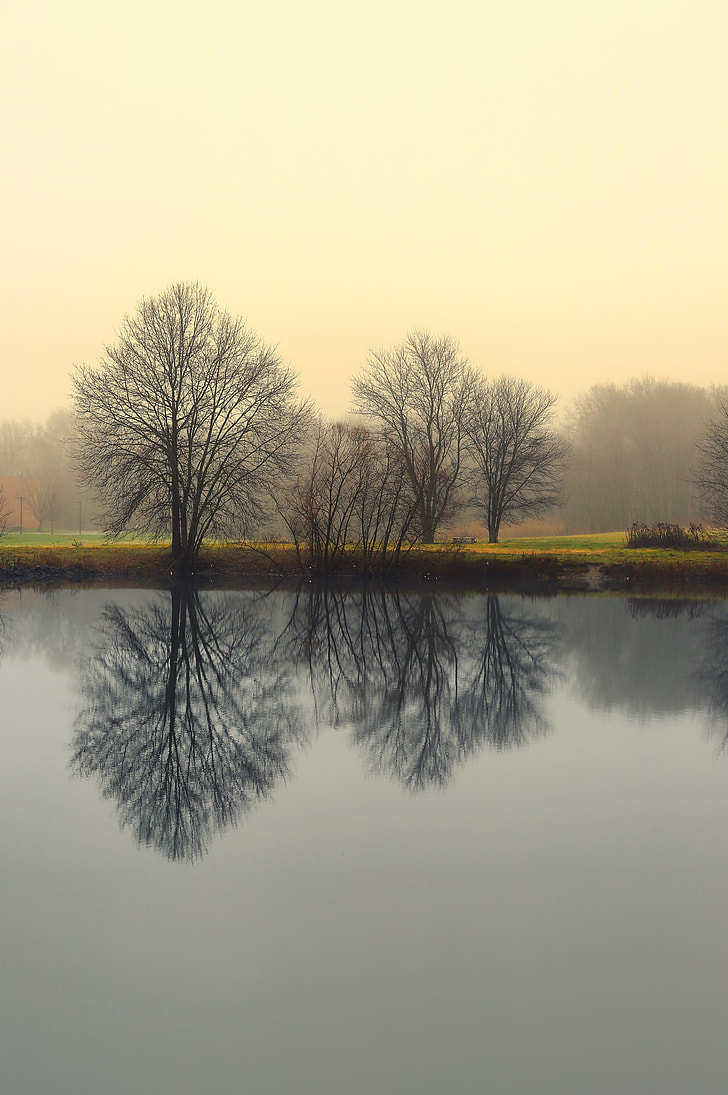 optical illusion photography of tree on body of water