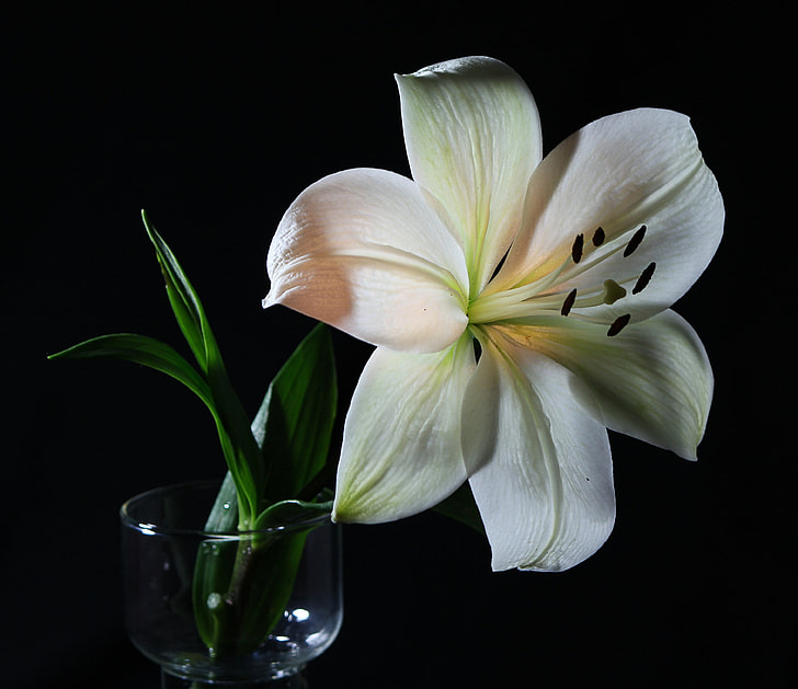 close up photograph of white petaled flower in clear glass vase