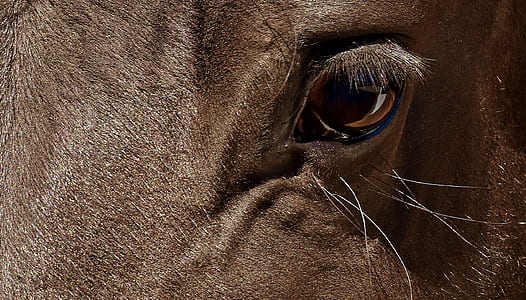 close up photo of animals eye