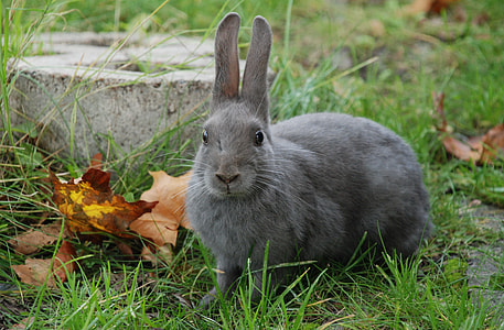 grey rabbit on green grasses