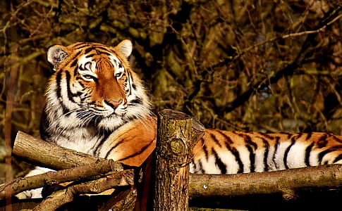 reclining tiger on brown wooden bridge