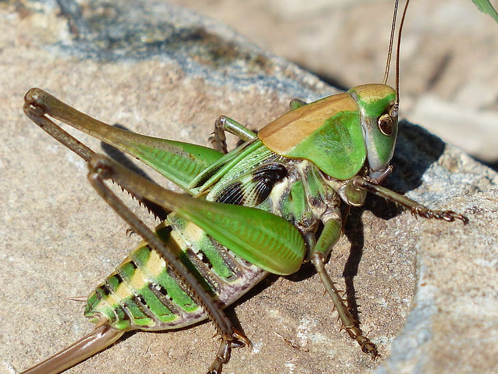 macro photography of green and brown grasshopper