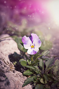 shallow focus photography of purple and pink pansy