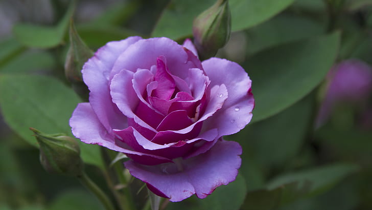 purple cluster flower