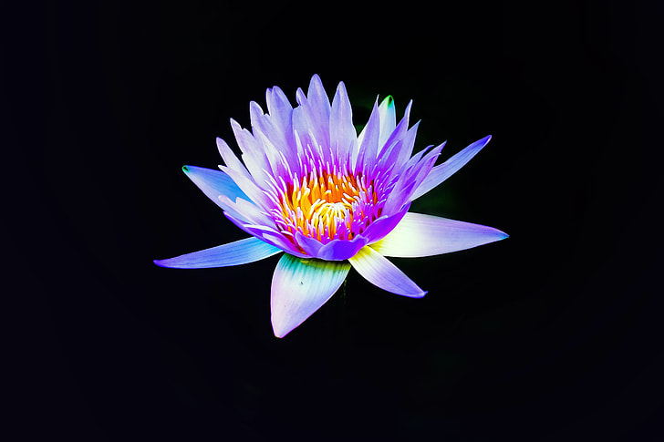 purple and yellow flower with black background