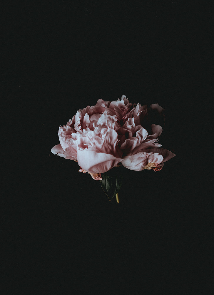 Royalty-Free photo: Pink petaled flower on black background photography