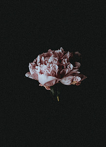 pink petaled flower on black background photography