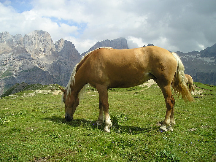beige and white horse eating grass on hill near rock mountains