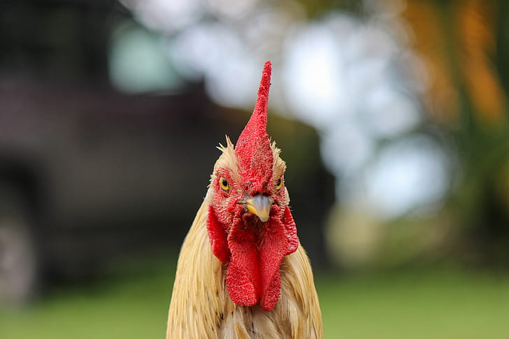 Selective Focus Photography of Rooster's Head