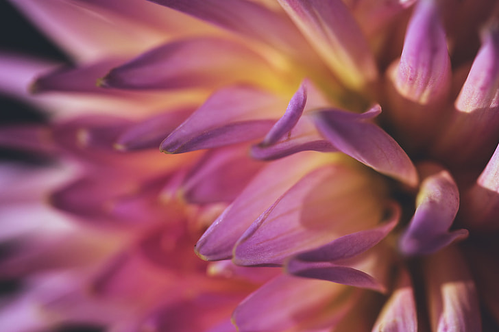 Macro shot of chrysanthemum flower