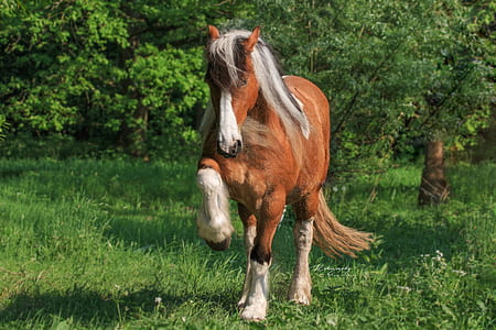 photo of brown and white horse