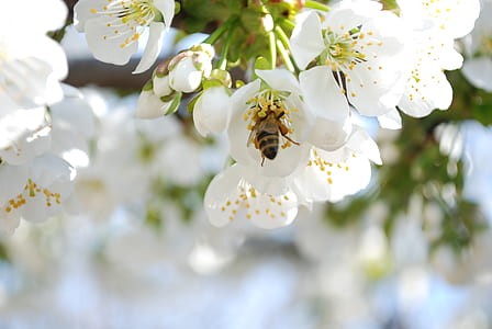 Selective Photo of a Bee in White Petaled Flower during Daytime