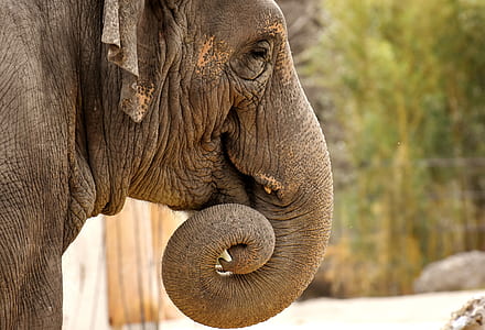 shallow focus on gray elephant