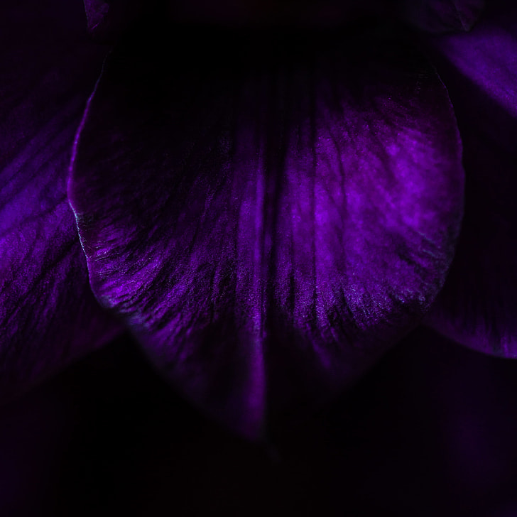 macro photography, purple, flower, petal, closeup, floral