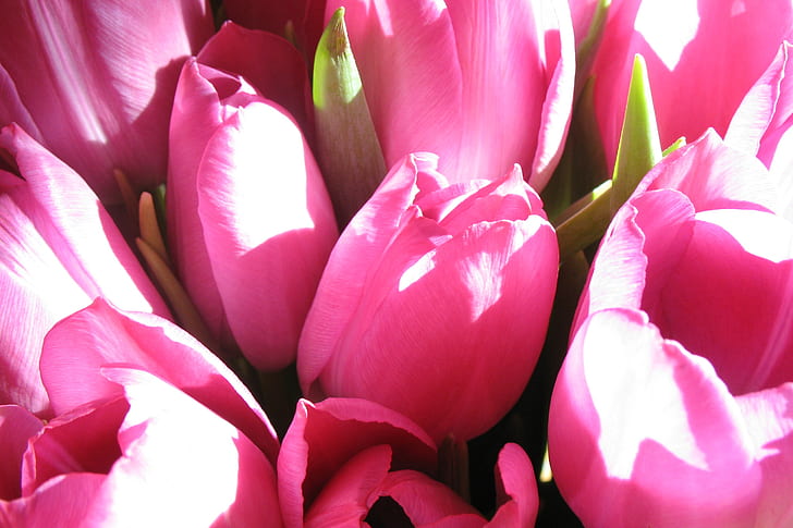 pink tulips during day time