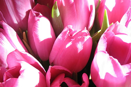 pink tulips during day time