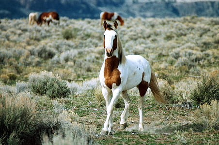 white and brown horse in the middle of green grass field during daytime