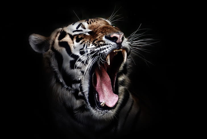 angry tiger photo