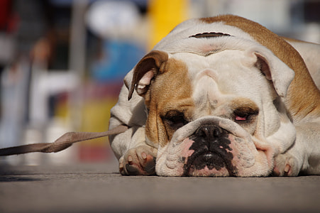 English bulldog lying on ground