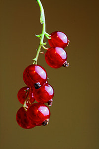 Red berries