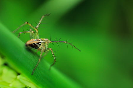 Basilica Orb Weaver Spider on Green Leaf