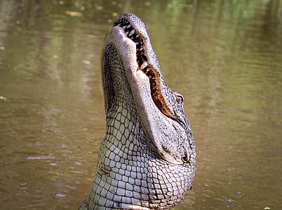 close-up photography of grey crocodile