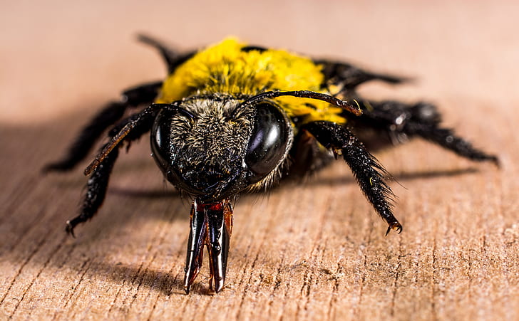 Yellow Black Bee on Brown Wooden Surface