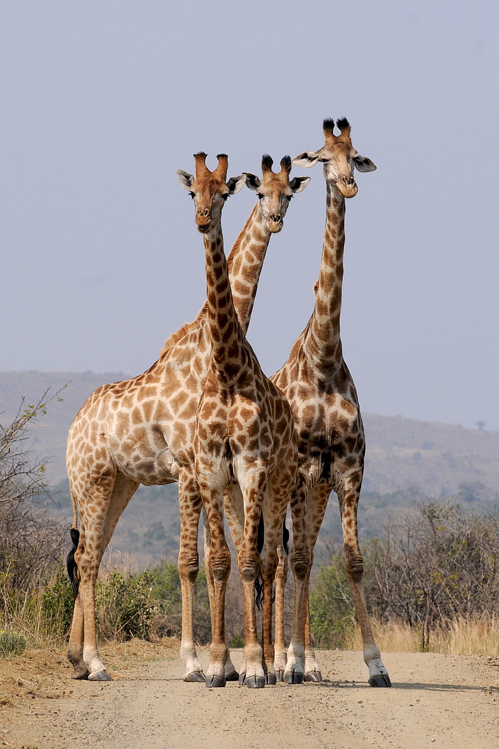 wildlife photography of three giraffe