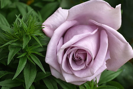 purple rose photo
