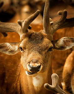 brown deer photo