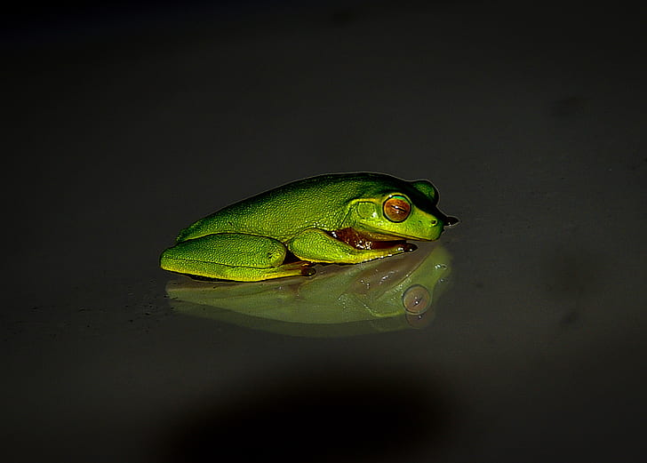 Green Frog on Black Surface