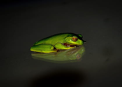 Green Frog on Black Surface