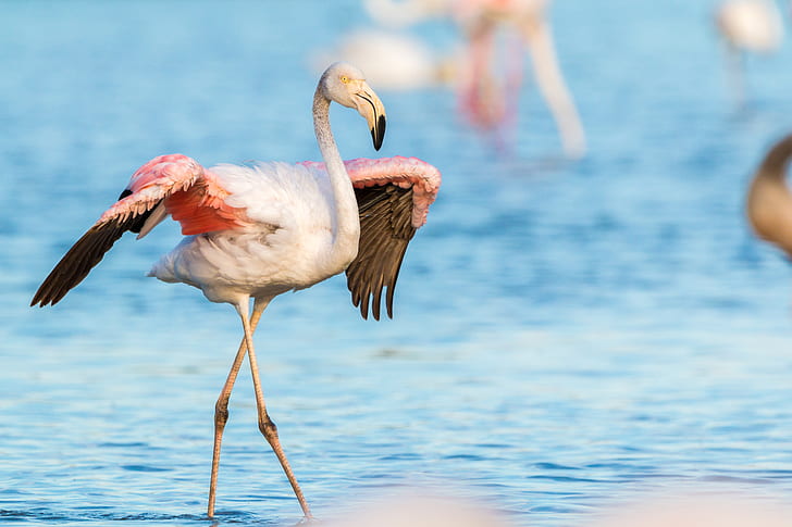 close up photo of white and pink flamingo on blue sea