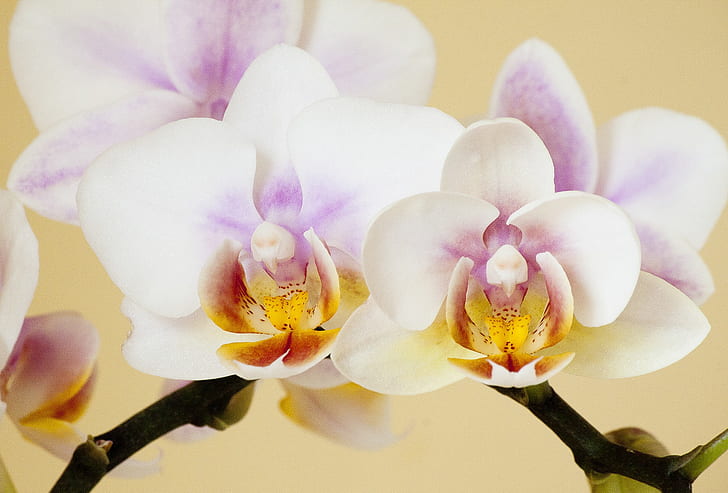 white and purple Orchid flowers